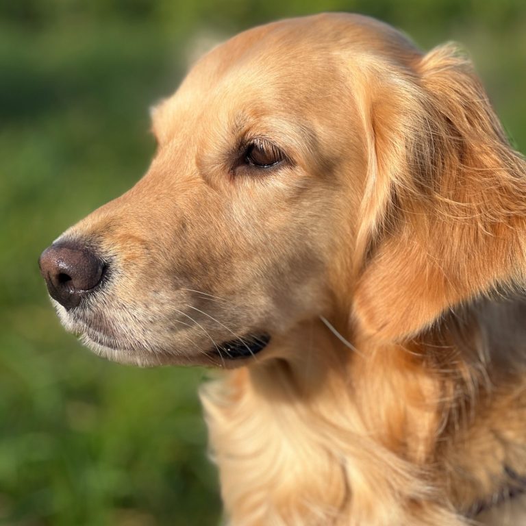 Therapiebegleithund Buffy