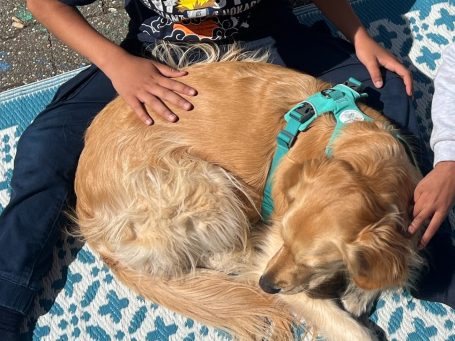 Hunde Memory